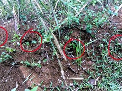 Penampakan Diduga Jejak Kaki Harimau di Cicantayan Sukabumi