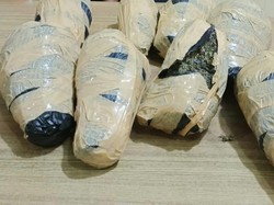 Polresta Deli Serdang Sita 7 Kg Ganja Dari Tangan Kurir