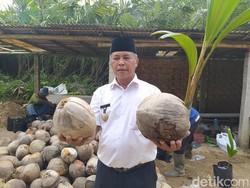 Kelapa Jumbo Upat-upat dari Magelang, Segini Ukurannya