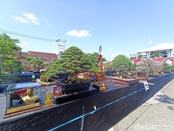 503 Bonsai Beradu Cantik pada Kontes Nasional di Kota Blitar