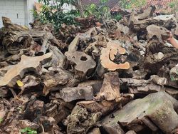 Di Tangan Kusminarto Limbah Jati Jadi Rupiah