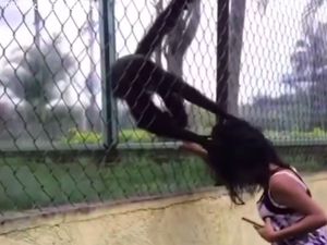 Karma Instan, Turis Ganggu Monyet Berakhir Dijambak Rambutnya