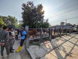 Pasar Hewan di Ponorogo Dibuka Tapi Pembeli Masih Sepi