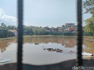 Penampakan Kolam Raksasa Kandang Arapaima yang Lepas di Garut