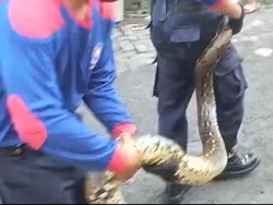 Asyik Jemur Burung, Pria Semarang Ini Kaget Tiba-tiba Muncul Ular 3,5 Meter