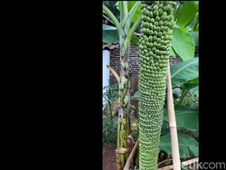 Fakta Unik: Tandan Pisang Raksasa Tumbuh di Majalengka