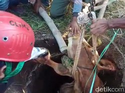 Sapi 1 Ton Masuk Sumur di Mojokerto, Berhasil Dievakuasi Tapi Mati