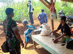 Cerita Menegangkan Saat Warga Bertemu Hewan Diduga Harimau di Sukabumi