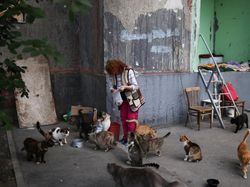Wanita Ukraina Ini Rawat 100 Kucing Selama Invasi Rusia