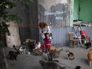 Wanita Ukraina Ini Rawat 100 Kucing Selama Invasi Rusia