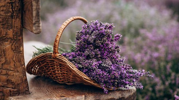 Wicker basket of freshly cut lavender flowers on a natural wooden bench among a field of lavender bushes. The concept of spa, aromatherapy, cosmetology. Soft selective focus.