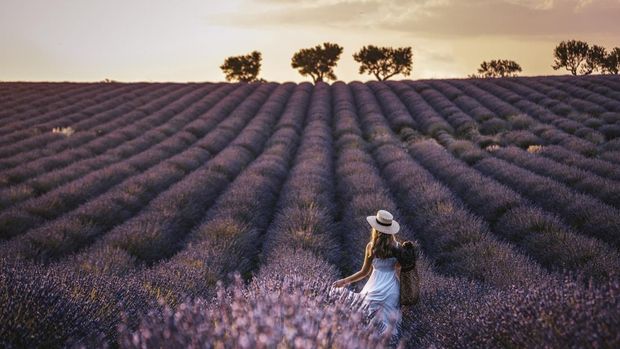 Wicker basket of freshly cut lavender flowers on a natural wooden bench among a field of lavender bushes. The concept of spa, aromatherapy, cosmetology. Soft selective focus.