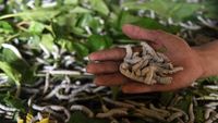 Bermodal Meliuk-liuk, Benang Sutra Dihasilkan