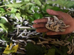 Bentuk Ulat ketika Dewasa pada Metamorfosis Kupu-kupu