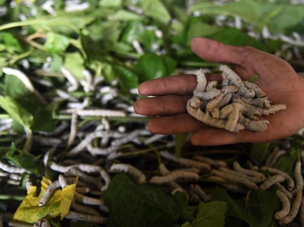 Bermodal Meliuk-liuk, Benang Sutra Dihasilkan