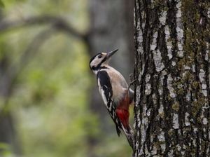 Kerjaannya Patuk Pohon, Kenapa Burung Pelatuk Tak Gegar Otak? Kerjaannya Patuk Pohon, Kenapa Burung Pelatuk Tak Gegar Otak?