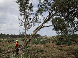 Cegah Kebakaran Meluas, Hutan di Prancis Dibabat, Ini Fotonya