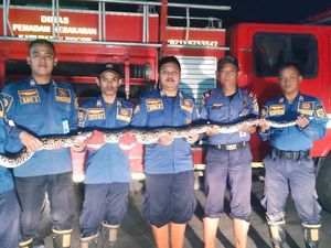 Damkar Bogor Bongkar Septic Tank Pesantren Demi Evakuasi Ular 2,5 M