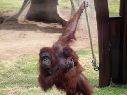 Bisakah Manusia Menghamili Binatang? Begini Jawaban Pakar