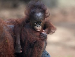 3 Penjual Orang Utan di Aceh Tamiang Ditangkap Polisi