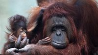 Spesial! 2 Bayi Orang Utan Lahir di Meksiko