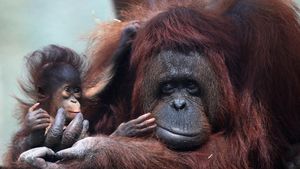 Spesial! 2 Bayi Orang Utan Lahir di Meksiko