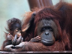 Beri Kebaikan, Lestarikan Orang Utan