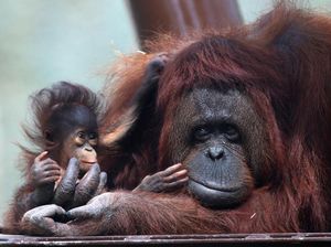 Spesial! 2 Bayi Orang Utan Lahir di Meksiko Spesial! 2 Bayi Orang Utan Lahir di Meksiko