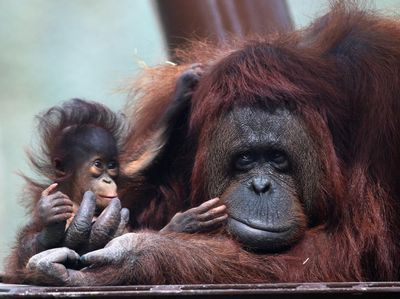 Spesial! 2 Bayi Orang Utan Lahir di Meksiko