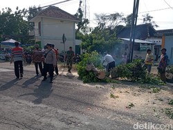Pemotor di Magetan Pingsan Tertimpa Pohon Tumbang