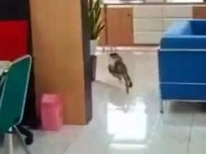 Kantor Bupati Banyuwangi Gaduh dan Kacau Disatroni Monyet