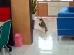 Kantor Bupati Banyuwangi Gaduh dan Kacau Disatroni Monyet