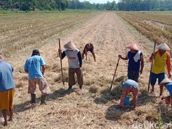 Kemarau Tiba, Petani Klaten Mulai Bergeser Tanam Palawija