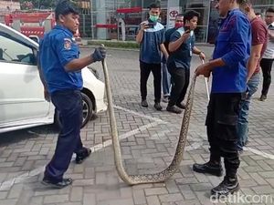 Ular Piton 3 Meter Masuk Kolong Mobil Warga di Kisaran