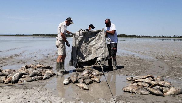 Ikan-ikan di Danau Ini Mati Akibat Gelombang Panas Eropa, Nih Fotonya