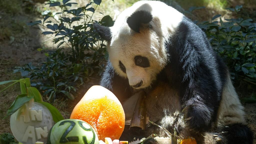 Foto Terakhir Panda Tertua di Dunia Sebelum Tutup Usia, Bikin Sedih