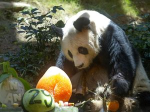 Foto Terakhir Panda Tertua di Dunia Sebelum Tutup Usia, Bikin Sedih Foto Terakhir Panda Tertua di Dunia Sebelum Tutup Usia, Bikin Sedih