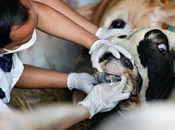 Tingkatkan Kewaspadaan Wabah PMK dari Indonesia, Australia Gelar Keset Sanitasi di Bandara