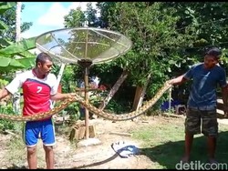 Ular Piton 4 Meter Nyaris Mangsa Ayam Warga di Mamuju Tengah Ditangkap