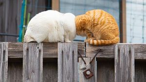 Awas Ngakak! Karya Finalis Comedy Pet Photography Awards 2022 Undang Tawa