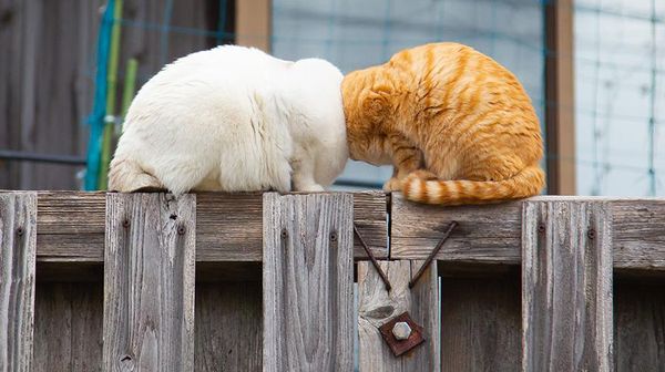 Awas Ngakak! Karya Finalis Comedy Pet Photography Awards 2022 Undang Tawa