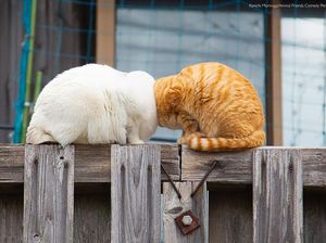 Awas Ngakak! Karya Finalis Comedy Pet Photography Awards 2022 Undang Tawa