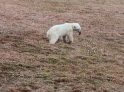 Kasihan, Lidah Beruang Kutub Ini Terjepit Kaleng Susu
