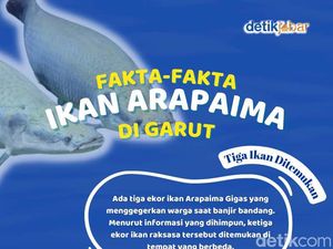 Fakta-fakta Kemunculan Ikan Arapaima di Garut Fakta-fakta Kemunculan Ikan Arapaima di Garut