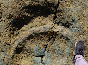 Jejak Kaki Dinosaurus Ditemukan di Restoran China