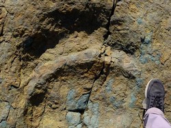 Jejak Kaki Dinosaurus Ditemukan di Restoran China