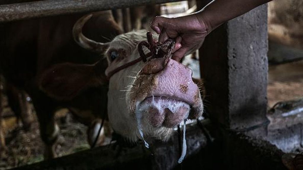 Kasihan, Sapi-sapi di Peternakan Yogyakarta Ini Terinfeksi PMK Kasihan, Sapi-sapi di Peternakan Yogyakarta Ini Terinfeksi PMK