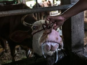 Jurus Pemerintah Lawan Penyakit PMK