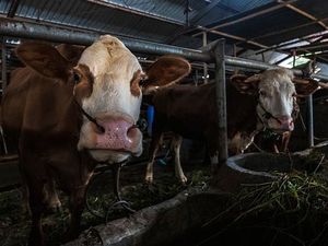 854 Hewan Ternak di Luwu Utara Terinfeksi PMK, 334 Sembuh-7 Mati