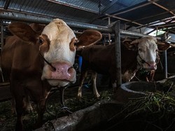 854 Hewan Ternak di Luwu Utara Terinfeksi PMK, 334 Sembuh-7 Mati